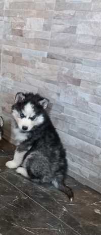 Piesek Siberian Husky Rodowodowy