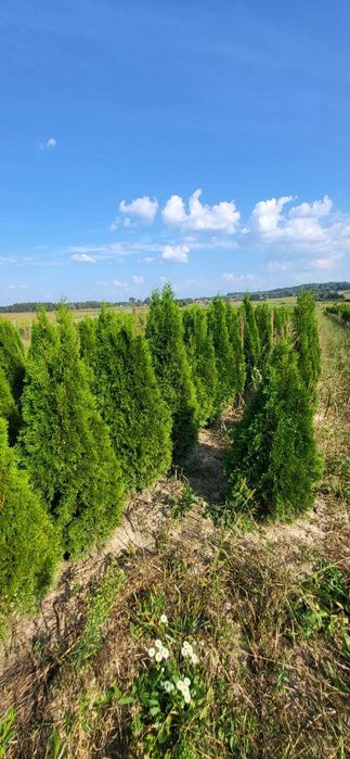 tuja brabant tuja szmaragd świerk jodła kaukaska producent