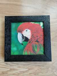 Malowana papuga ara, obraz z Indii, scarlet macaw, dekoracja na ścianę
