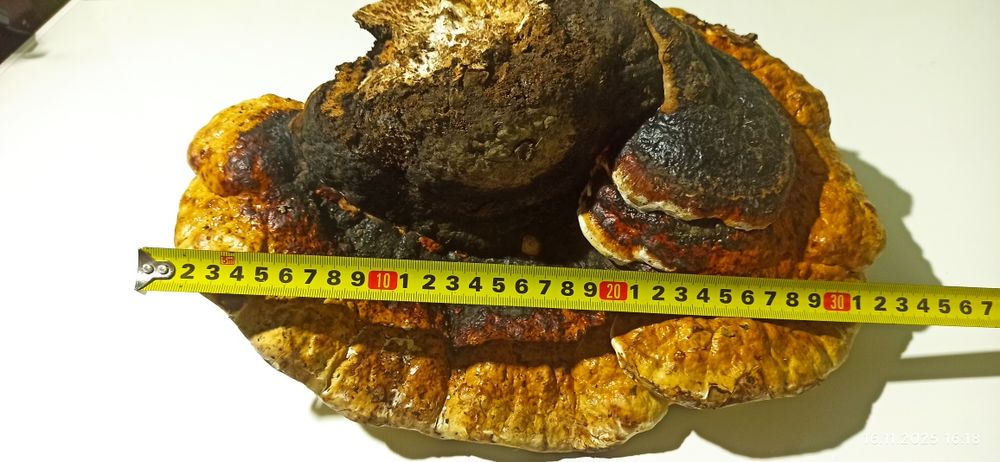 Гриб трутовик 500 грн.