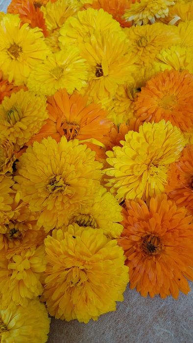 Нагідки  великі, цвіт висушений 2025