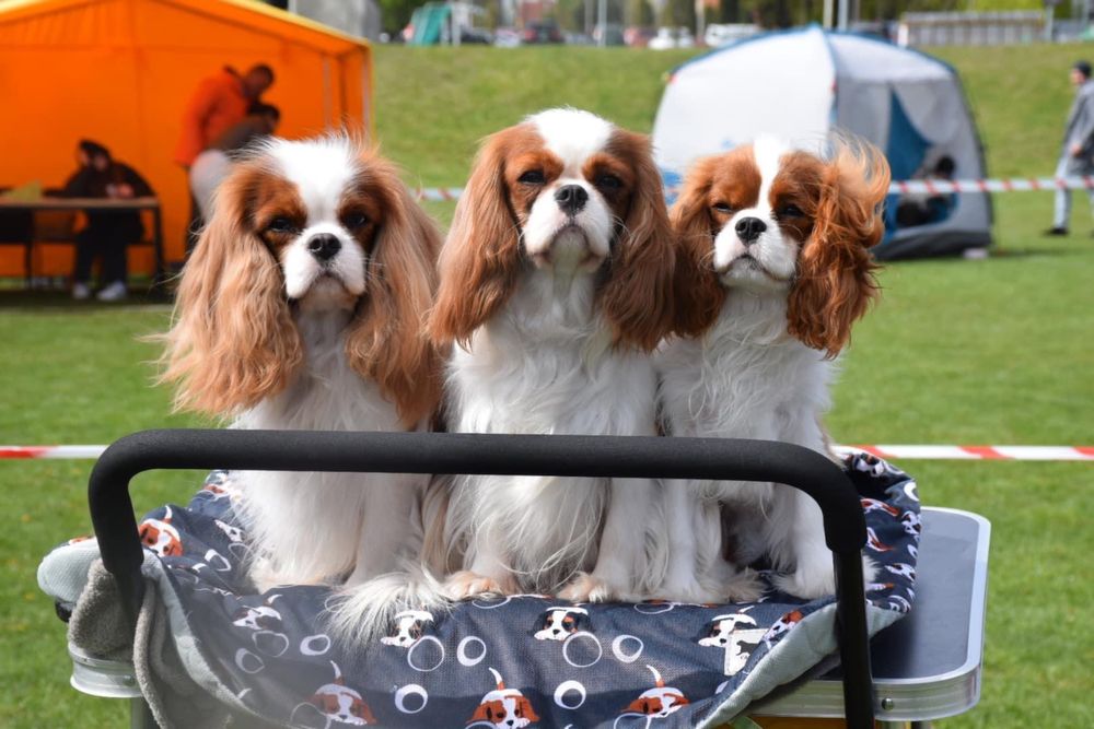 Samiec Cavalier King Charles spaniel