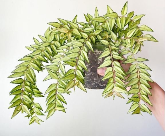 Hoya hoja kolekcjonerskie variegata varie syngonium monstera epi