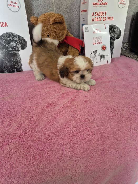 Shih-tzu Macho Tricolor Criadora Registada PT 3088 FL
