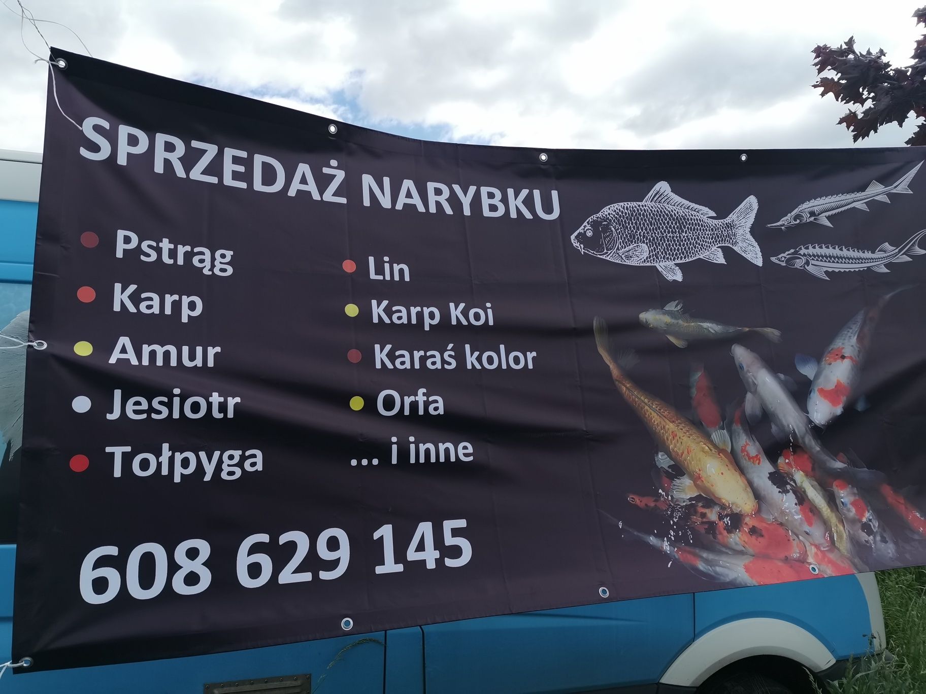 Narybek karpia amura tołpygi karp koi jesiotr