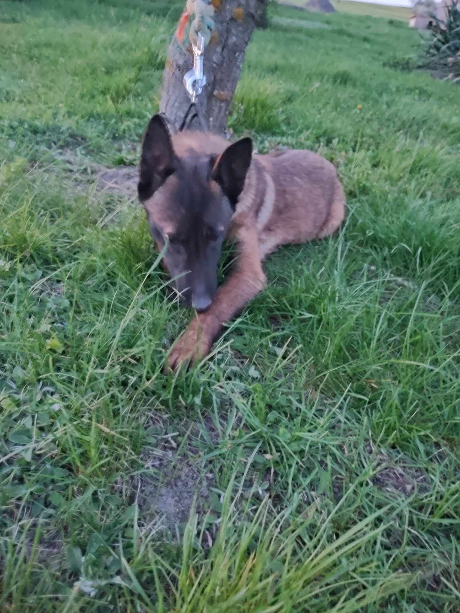 Suczka owczarek belgijski malinois