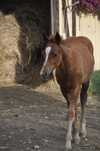 Klaczka Aqh quarter horse