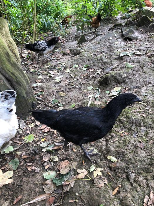 Ayam Cemani tegoroczne