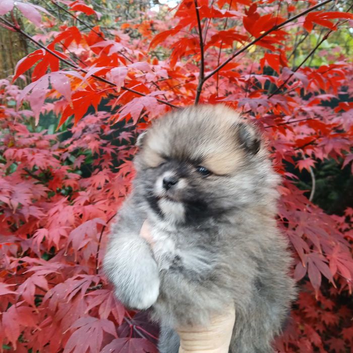 Piesek, typ misia, zadbany, info instagram