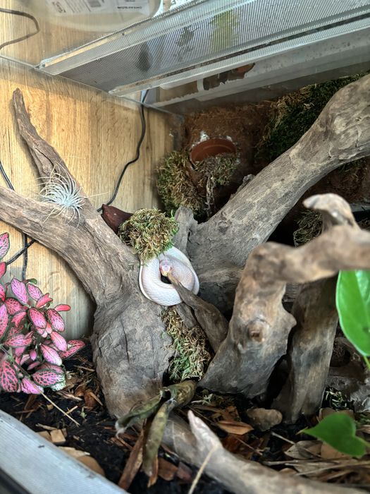 Terrarium 100x40x40 + wąż zbożowy