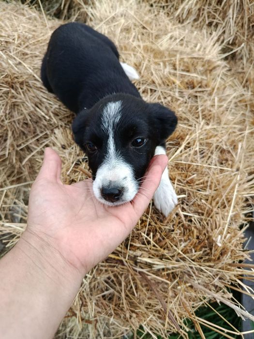 Цуценя дівчинка маленького розміру.