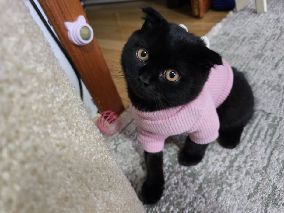 Кошеня шотландець висловушка короткошерстий хлопчик скотіш фолд