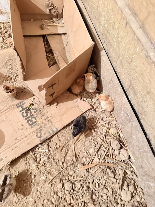 Aves capoeira pintos