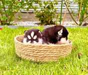 Szczeniak czarno-biały niebieskooki Siberian Husky rodowód ZKwP FCI