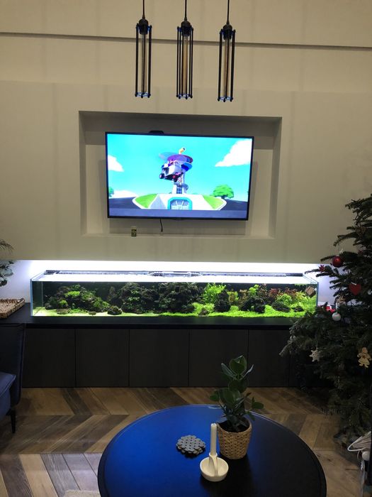 Mech GIANT Willow moss Fontinalis antiperytica var. gigantea