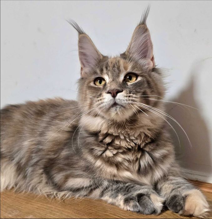 Maine coon kotka Umi niebieska szylkretka pregowana