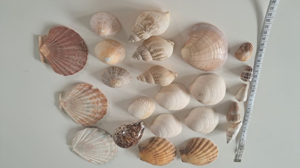 Muszle morskie ślimaki małża porcelanka tygrys