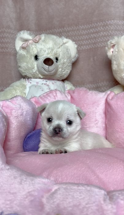 Mini Śliczna Sunia Chihuahua Rodowód