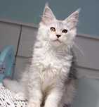 Koteczka Maine coon