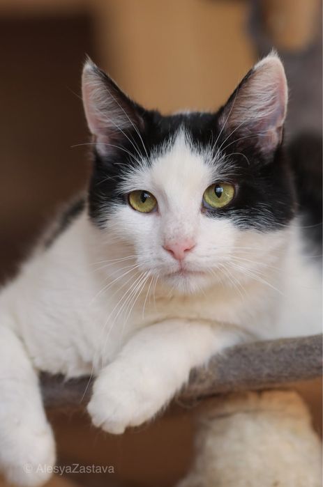 Дикси, котенок- тигренок, 10 мес, кот