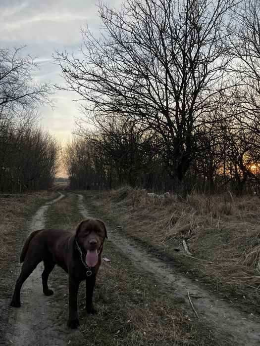 Злучка, вязка лабрадора