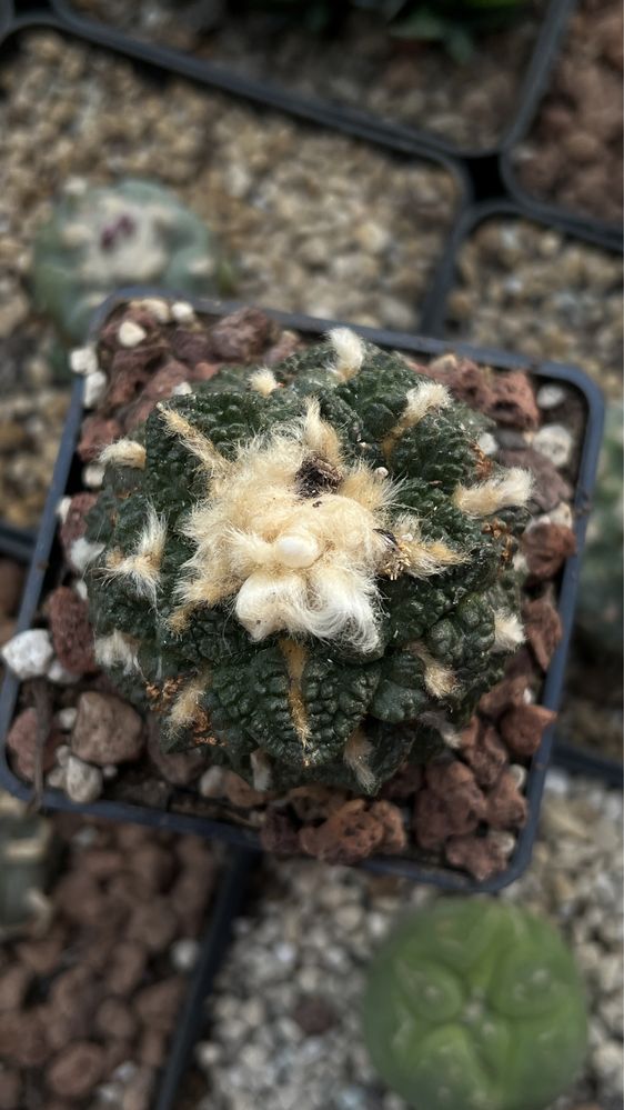 Ariocarpus Godzila