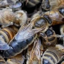 Плідні матки Карпатка