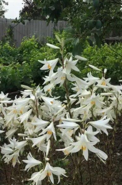 Лілія біла лікарська