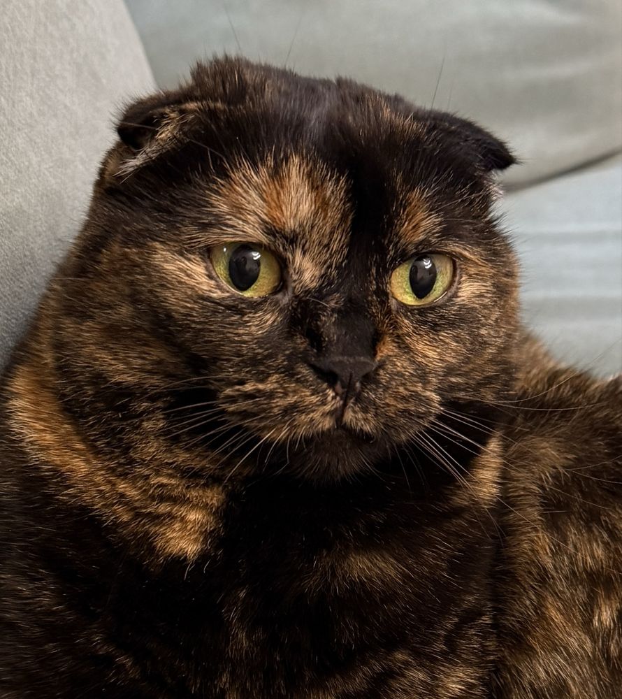 Zaginiela kotka