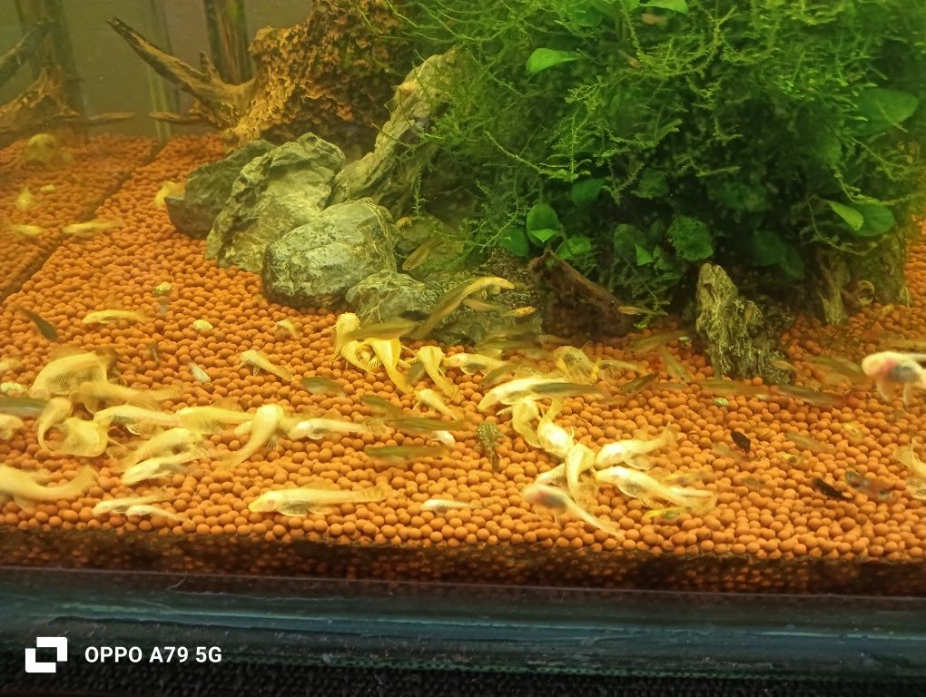 Ancistrus albinos