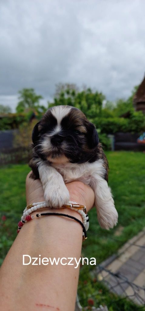 Suczka shih-tzu zachodniopomorskie