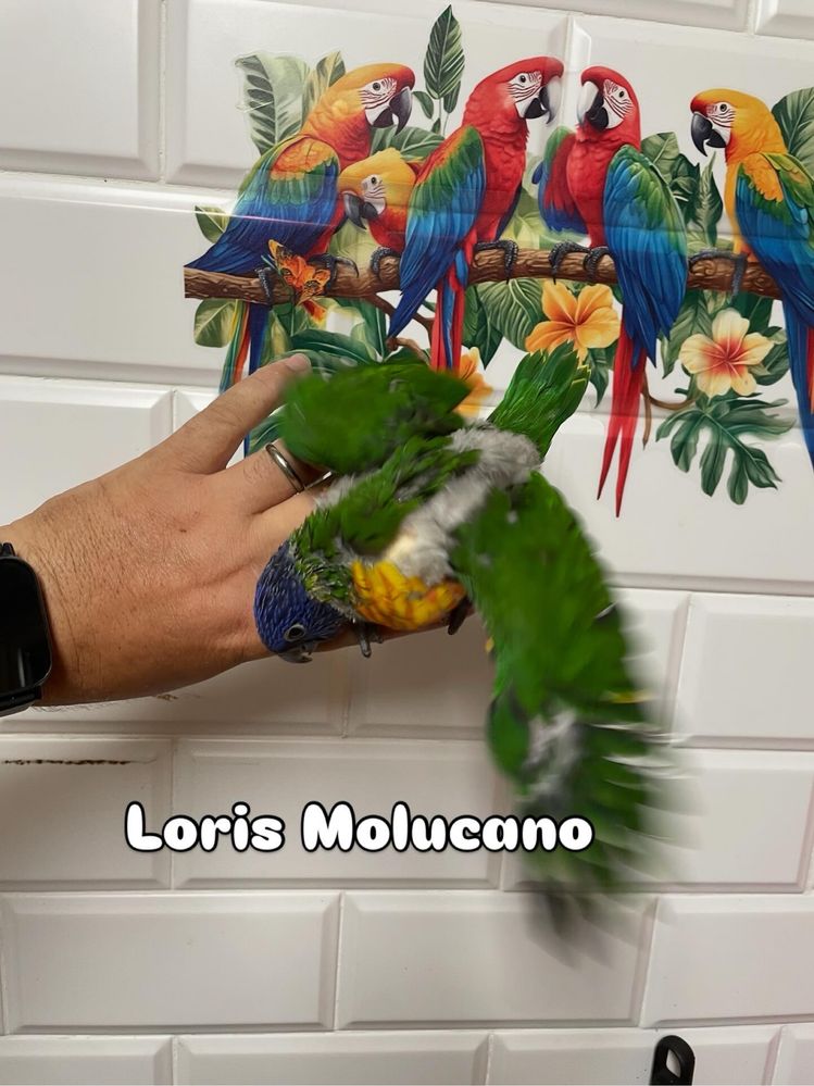 Aves cridas a mao e para criar a mao