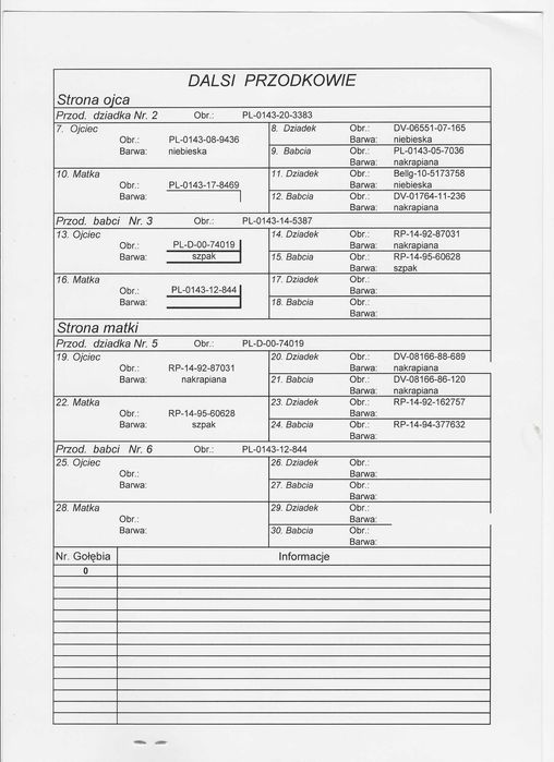 Młode Para 72 Oryg. A.M Wiosna Inbred Starego Szpaka gołębie pocztowe
