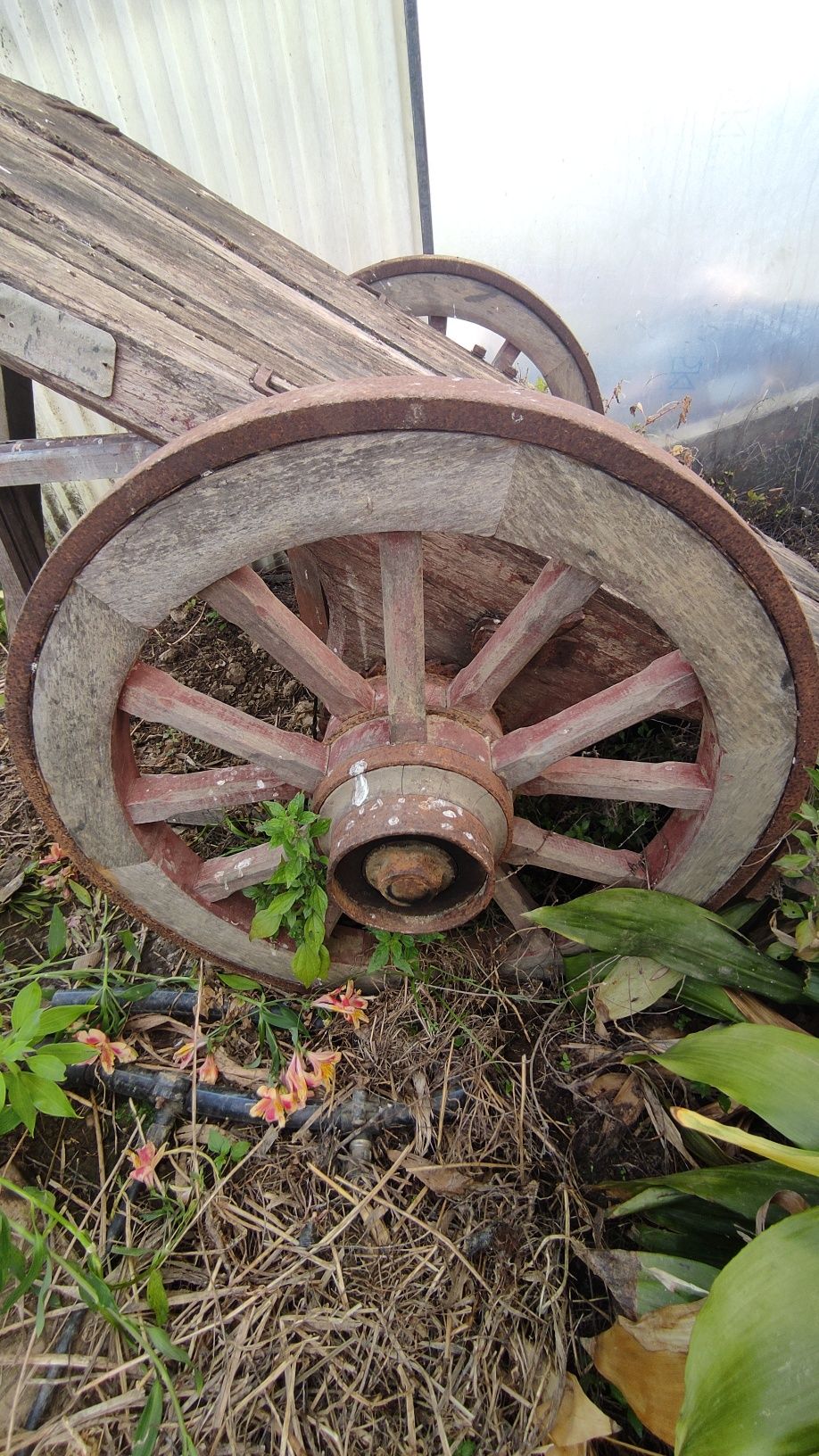 Carro de bois antigo