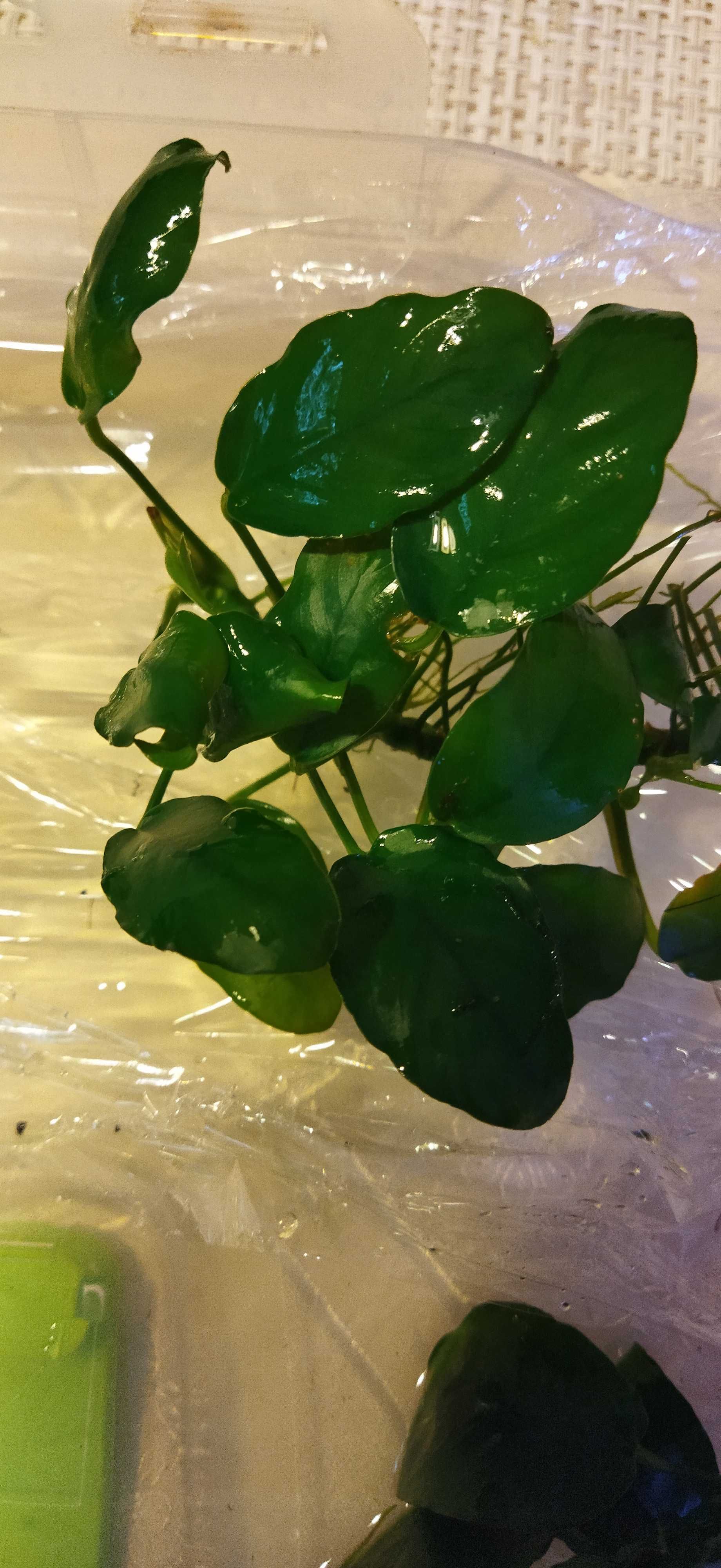 Rośliny akwariowe - Anubias