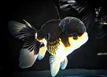 Rybki goldfish ,,panda oranda,, welonka lwia glówka welonki welon