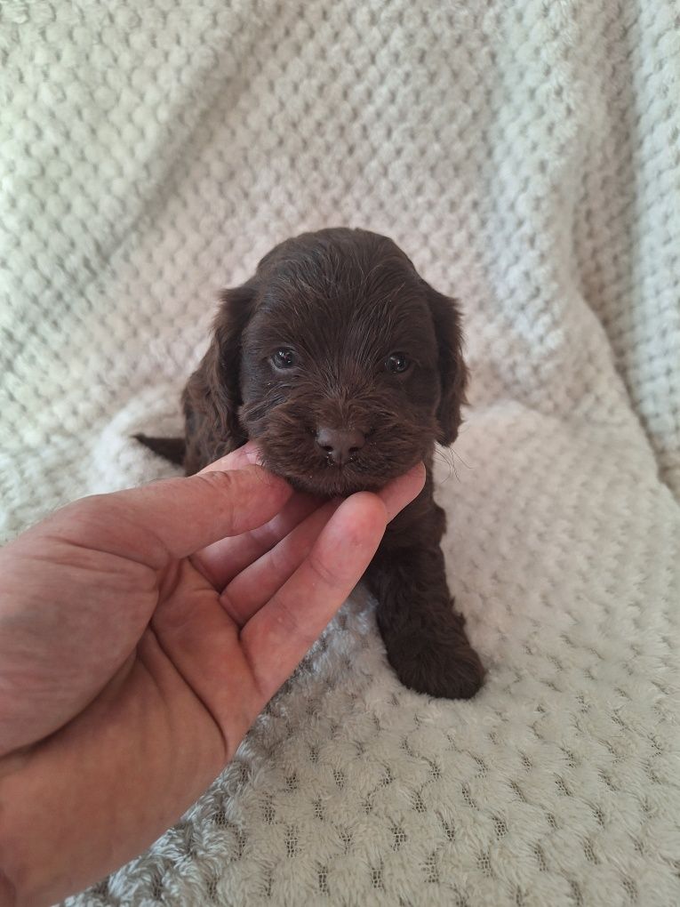 Cockapoo-spaniel-pudel