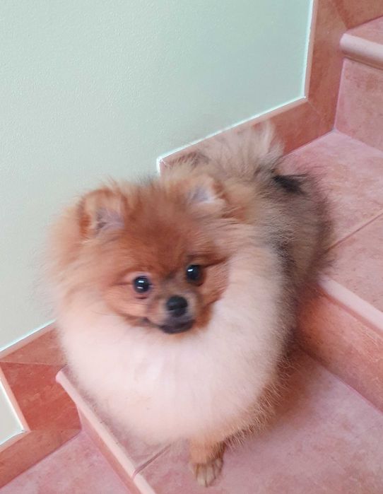 Szpic miniaturowy/pomeranian REZERWACJA