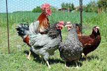 Kury kurki młode kokoszki kolorowe ROSA DOMINANT LEGHORN.Dowóz gratis.