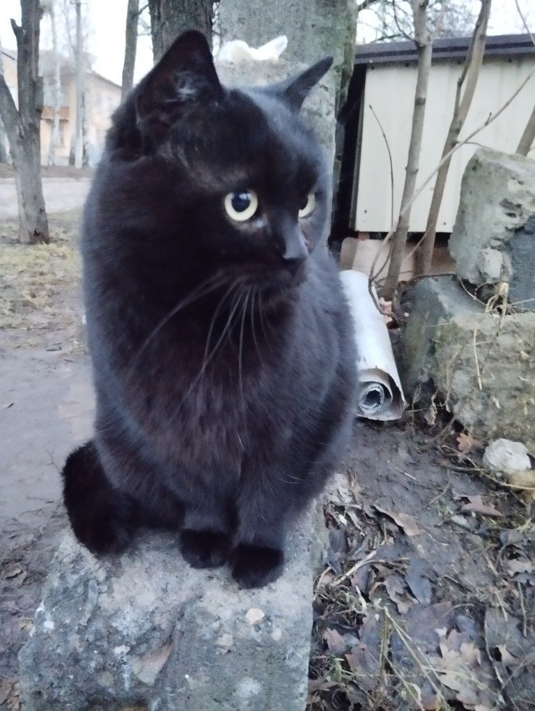Молодой красавец котик ищет дом и любящие руки!