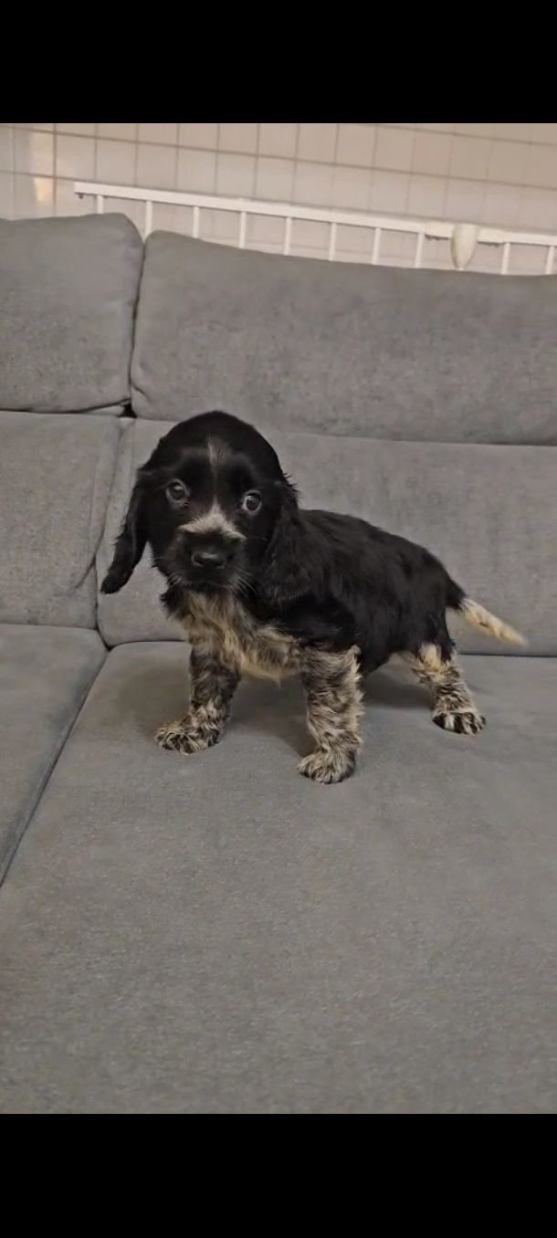 Cocker spaniel inglês fêmea