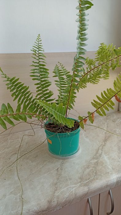 Приведу до ладу ваші вазонки, пересаджу, підстрижу, почищу, підлікую.