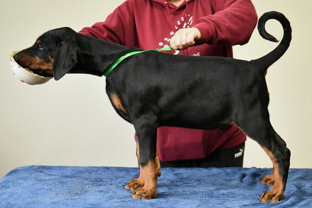 Doberman wystawowy piesek FCI