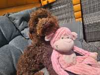 Bolonoodlle-bolonczyk-pudel-maltipoo -gotowe do odbioru
