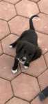 Cachorros com 2 meses