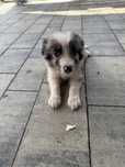 Cudowny Piesek Border Collie Blue Merle Rodowód,Chip,Książeczka!!