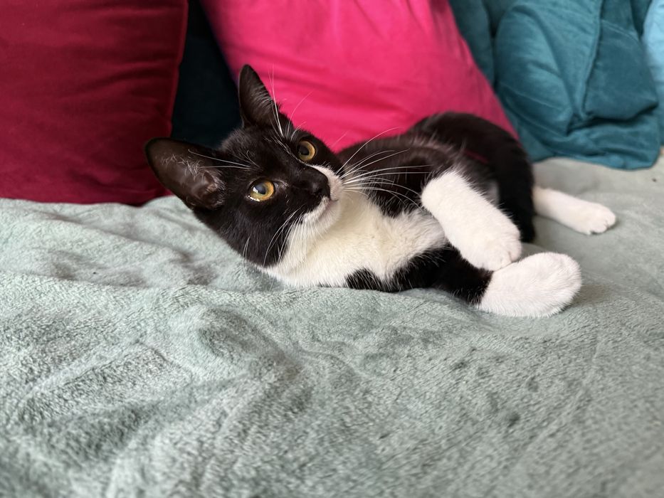 Uroczy kotek Lilo szuka domu! Otwart, kontaktowy, przemiły