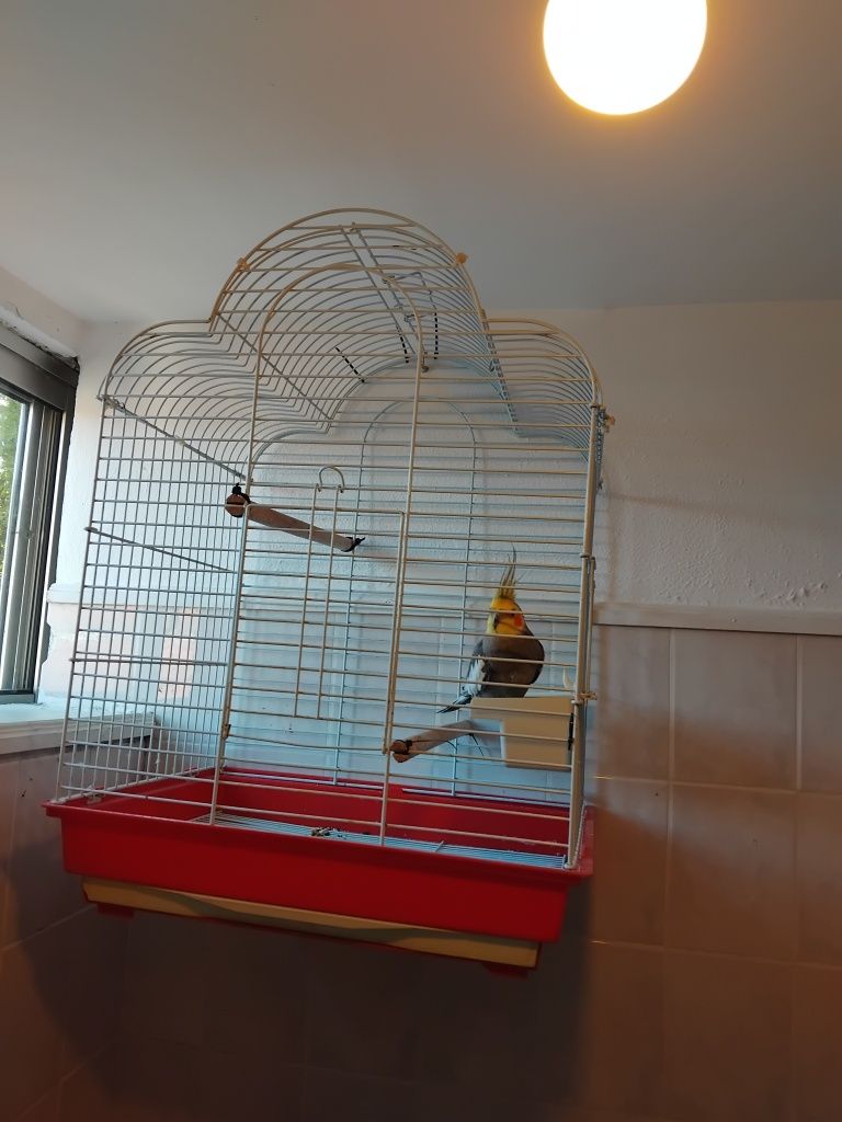 Vendo caturra 50 euros com gaiola domesticada ja tem 4 anos
