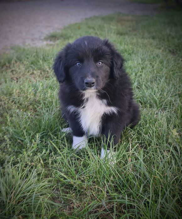 Border collie cudowny piesek przebadani rodzice do odbioru