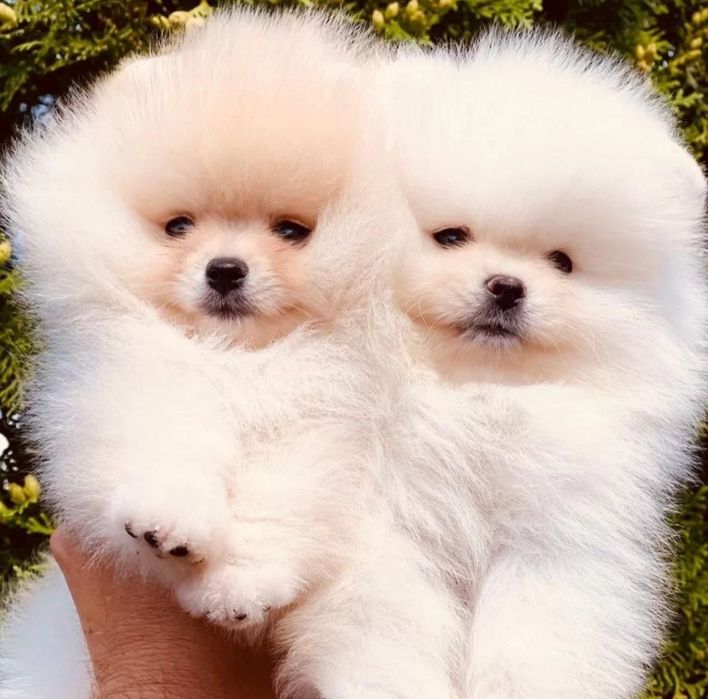 Щенки Померанский шпиц